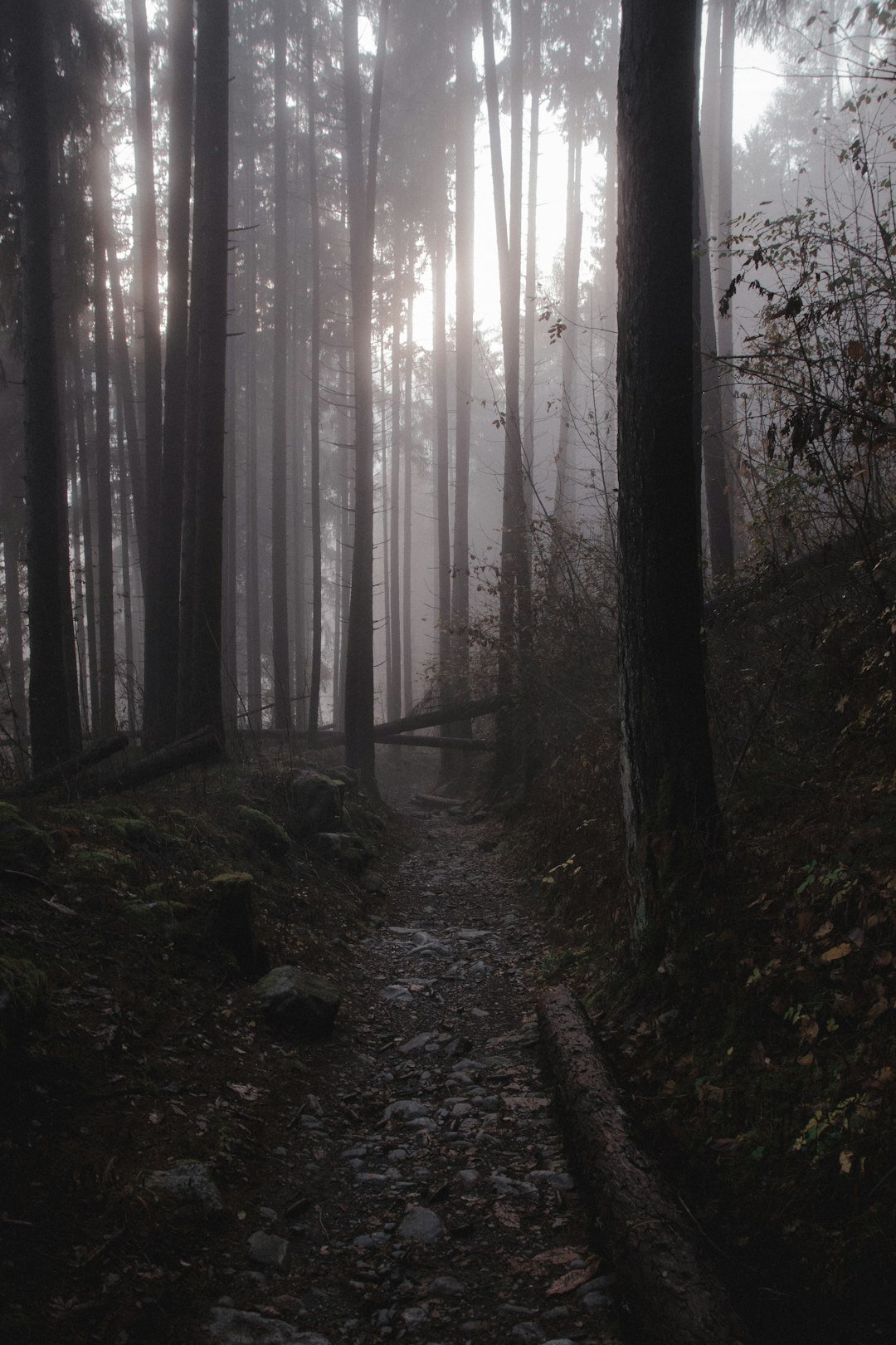 foggy forest path
